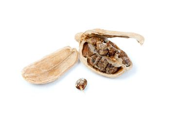 cardamom