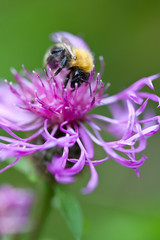 bumblebee on pink flower