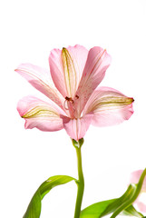 Alstroemeria flower