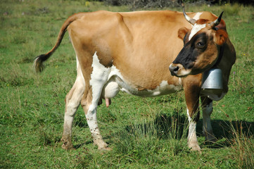 brown cow