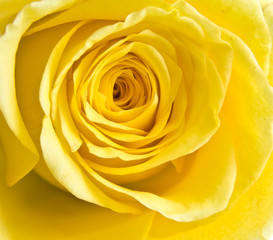 Obraz na płótnie Canvas yellow rose petal