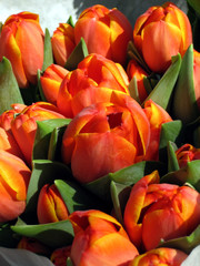 Fototapeta premium Pomarańczowe tulipany
