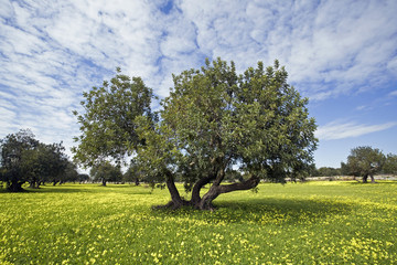 paesaggio di campagna in primavera