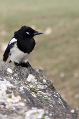 pie bavarde-pica pica