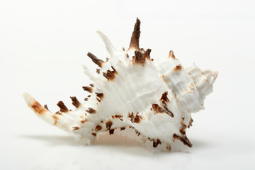 Beautiful seashell on white background