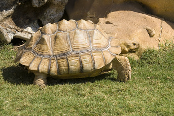 African Spurred Tortoise