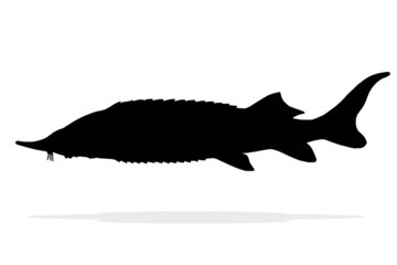 silhouette sterlet fish isolate