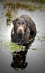 Wet Chocolate Labrador Standing in Stream
