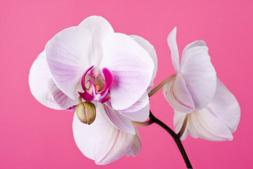Naklejka na ściany i meble Orchid na różowo