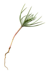 Pine Tree Sprout with First Needles and Root; isolated