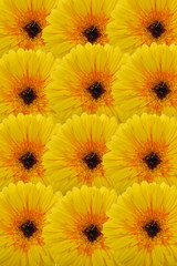 Fond de fleurs jaune