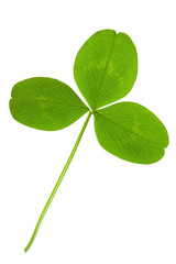 clover on isolated