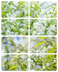 Flowers of Padus avium - bird cherry tree