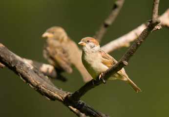 Fototapeta premium Two sparrows