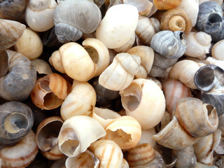 Shells