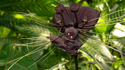 orchidée noire