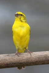 Cape Canary - Wild