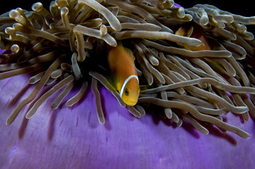 clownfish, poisson clown des Maldives