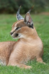 Naklejka premium Caracal Wild Cat (Lynx)