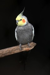 Cockatiel Bird