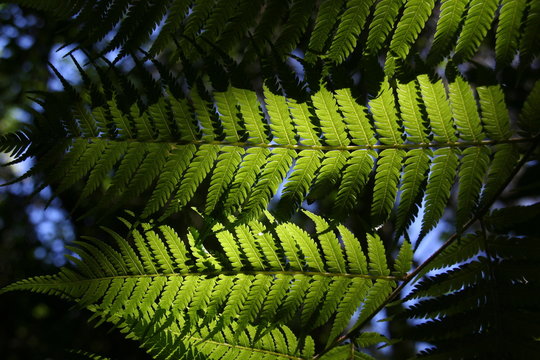 Forêt néo-zélandaise
