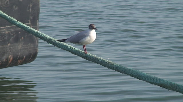 Seagull on the rope of boat