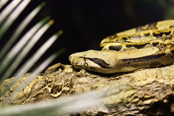 Python