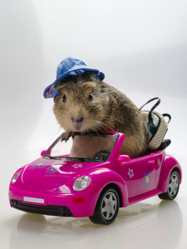 Guinea Pig Or Cavia Sitting In Pink Car