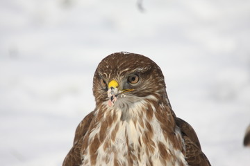 buse dans la neige