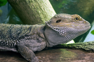 The Eastern Bearded Dragon