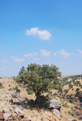 Fototapeta na wymiar israel landscape