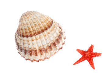 shell and starfish