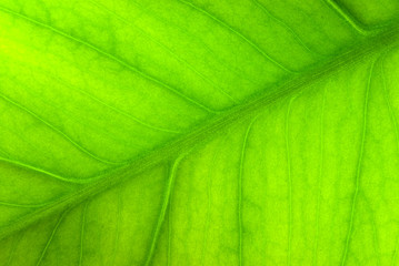 Blatt in der freien Natur