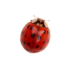 Ladybug