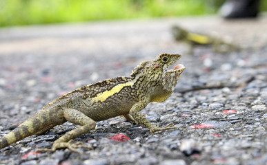 Open mouth of the lizard