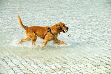 dog game