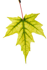 Yellow Maple Leaf