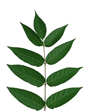 Tree Of Heaven Leaf