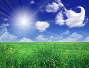 Obraz premium Green field beautiful