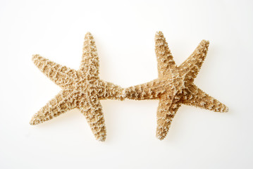 Fototapeta na wymiar Dancing starfish
