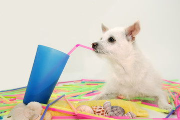 Sipping summertime fun