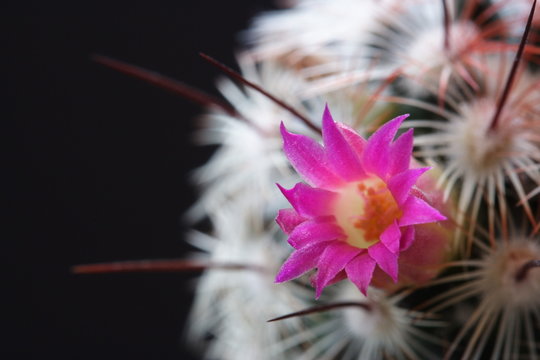 Kaktusbl&uuml;te vor schwarzem Hintergrund