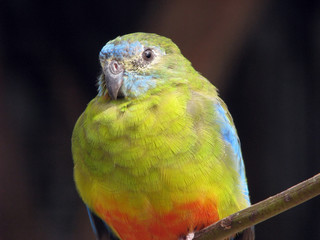 orange bellied parrot