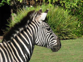Fototapeta na wymiar close up of a zebra