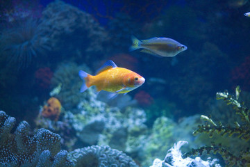 Naklejka na ściany i meble Tropical Fish in an Aquarium