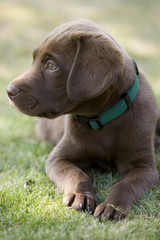 Chocolate Lab