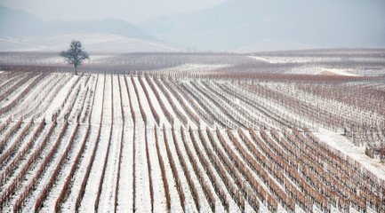 Weinfelder im Winter