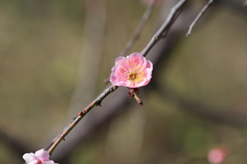 向島百花園　梅