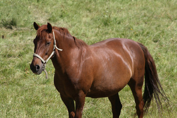 Fototapeta premium Horse