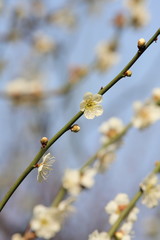 向島百花園　梅